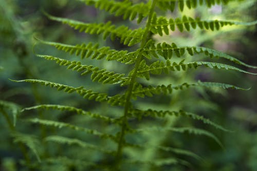Free stock photo of close, fern, ferns