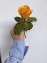 A Person Holding a Yellow Rose Flower