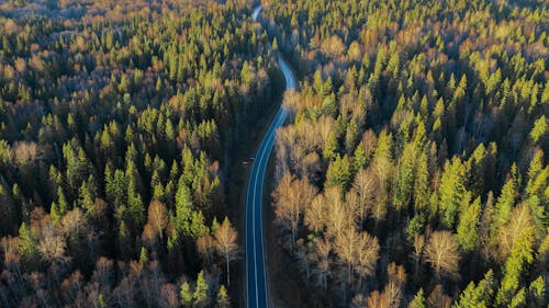 Foto profissional grátis de aerofotografia, árvores, estrada