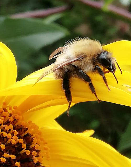 熊蜂, 蜜蜂, 黃色 的 免费素材图片