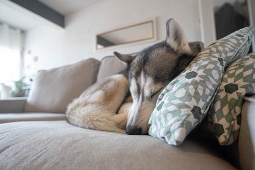Безкоштовне стокове фото на тему «husky цуценя, диван, Сибірський хаскі»