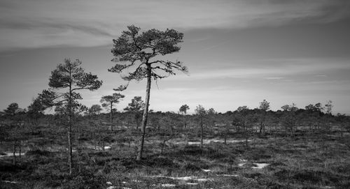 Free Black and white photo of trees in a natural wilderness setting, showcasing a serene landscape. Stock Photo