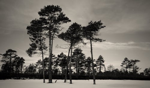 Grayscale Photography of Trees