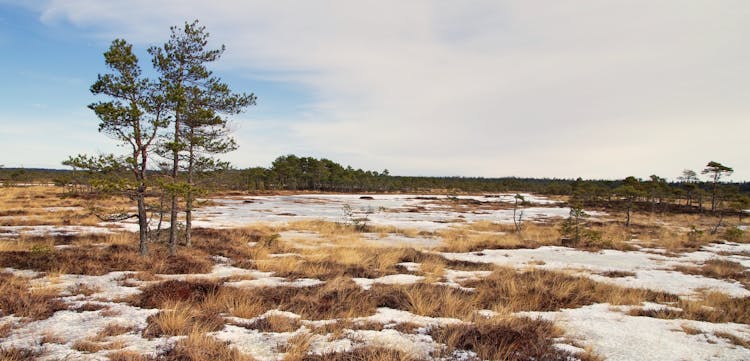 Photo Of Withered Grass