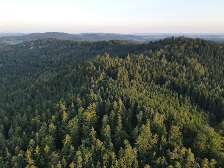 Dense Pine Trees Forest On Mountains