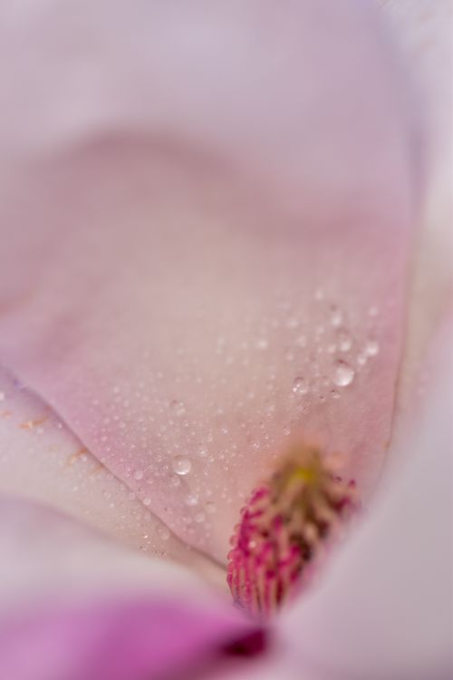 Free Detailed close-up of dewy magnolia petals with water droplets creating a serene, natural aesthetic. Stock Photo