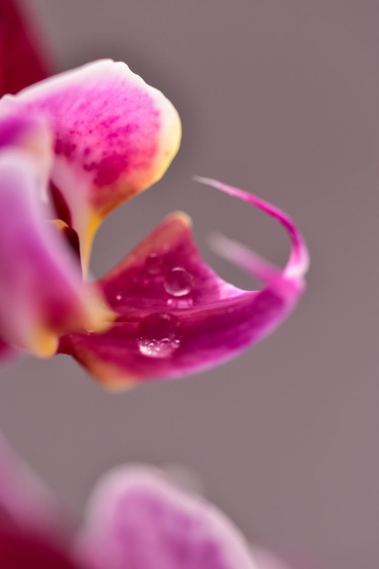 Fragment Of Pink Orchid Flower