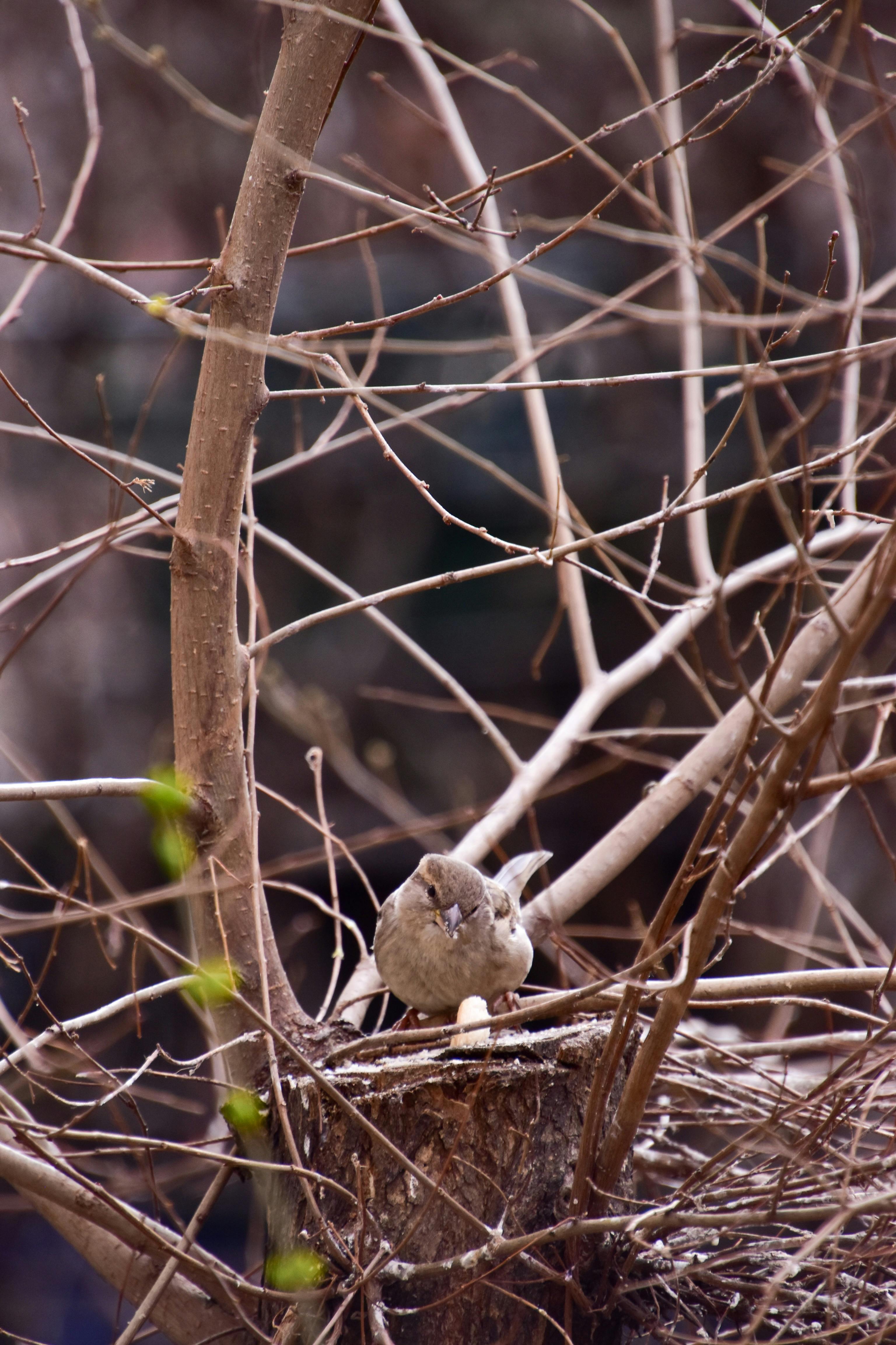 Deterring Birds from Building Nests: