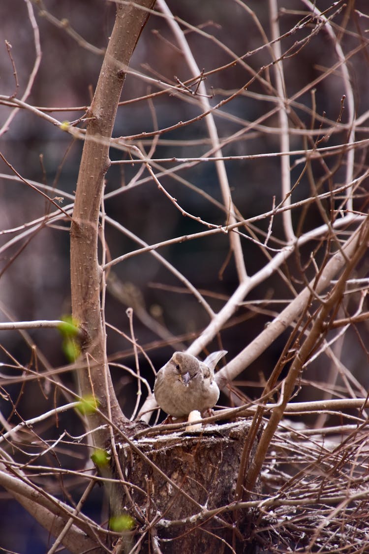 Bird Sitting In Nest