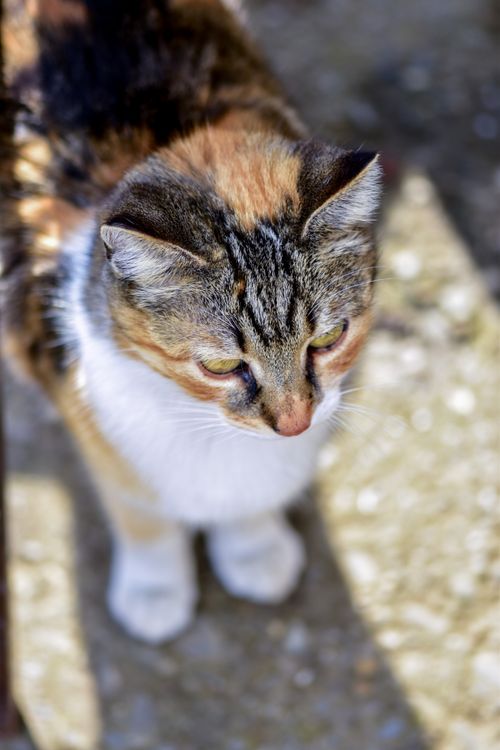 Free Charming close-up of a calico cat basking in the sunlight outdoors. Stock Photo