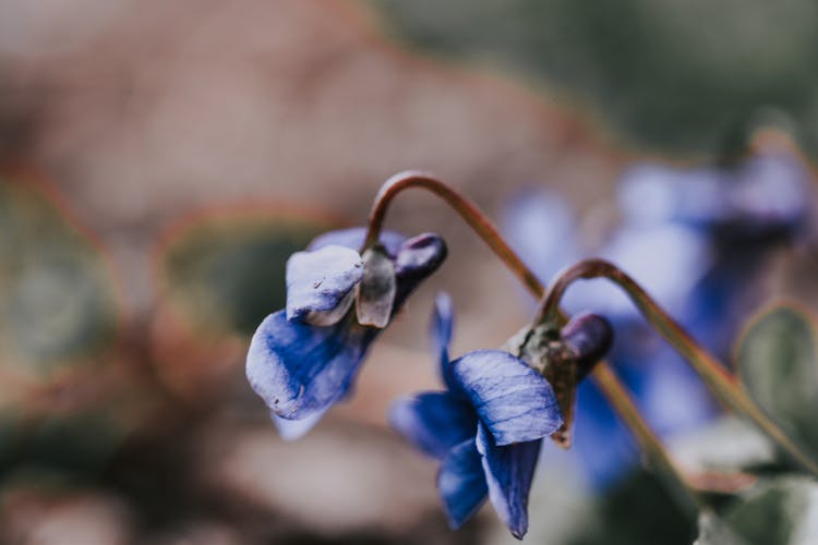 Blue Flowers Growing In Garden