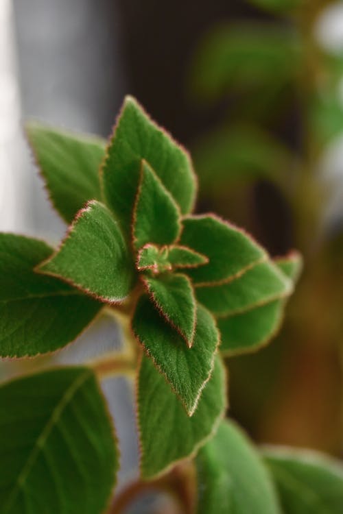 Základová fotografie zdarma na téma botanický, čerstvý, detail