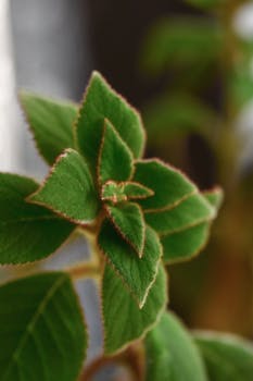 Close-up image of fuzzy green leaves with distinctive red edging and blurred background.