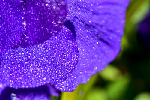 Gratis arkivbilde med blomsterblad, duggdråper, lilla blomst