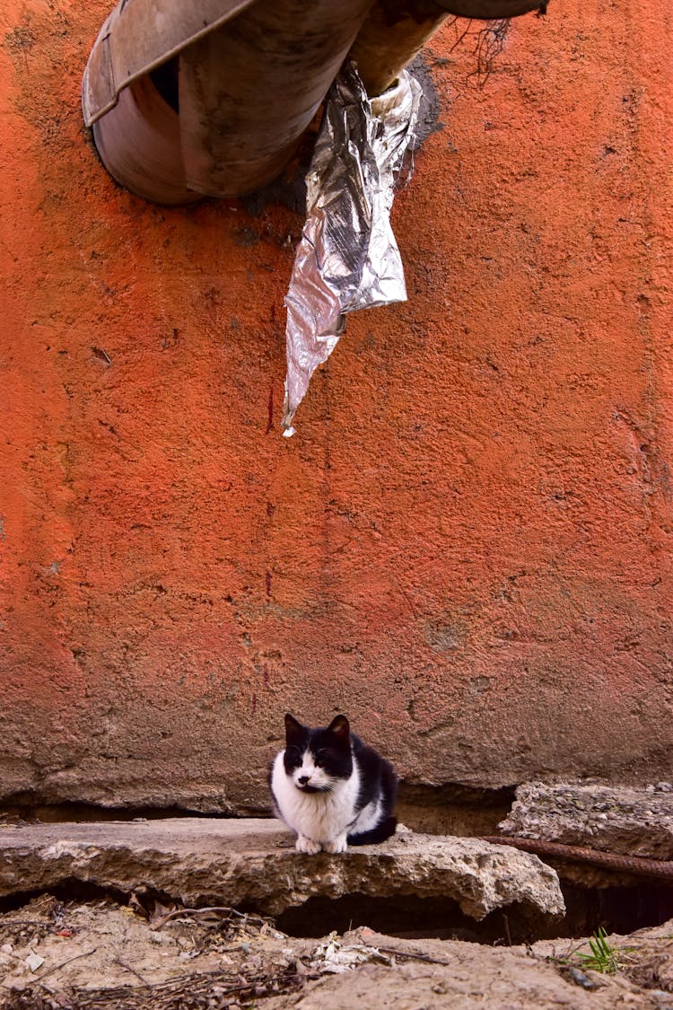 Cat Sitting Under Pipe