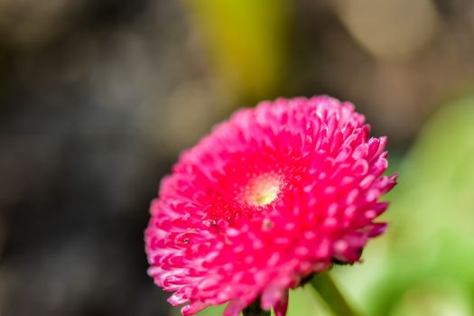 Detailed macro shot of a vibrant pink flower bloom, showcasing delicate petals and pollen.