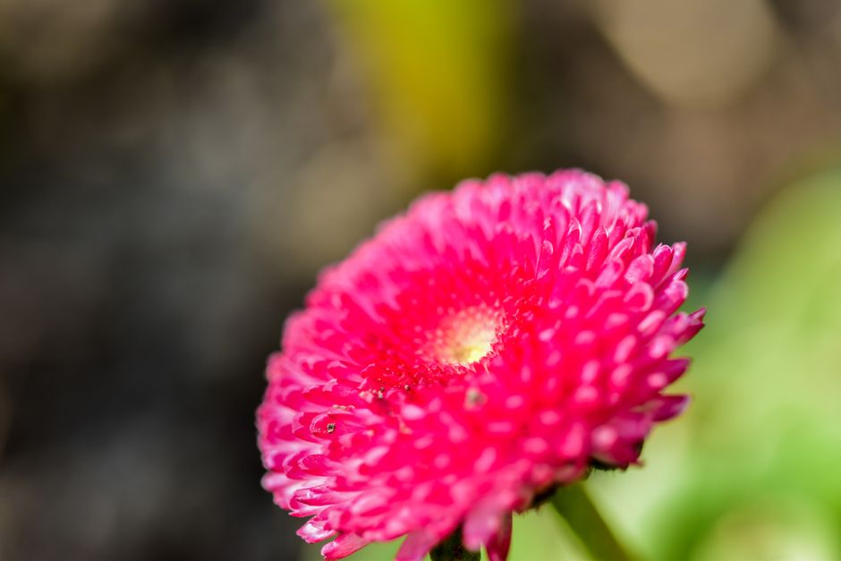 Detailed macro shot of a vibrant pink flower bloom, showcasing delicate petals and pollen.
