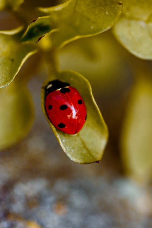 Red Ladybug Perched on Green Leaf 