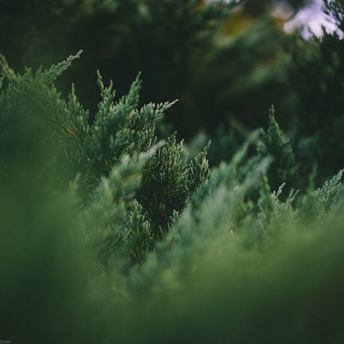 Close Up of Cypress Branches