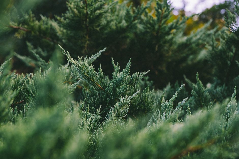 Close-up of conifer tree branches showing natural needle growth pattern — pine tree lower branch dead zone in Surrey BC