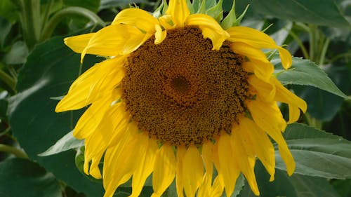 Sunflower in Close Up Photography