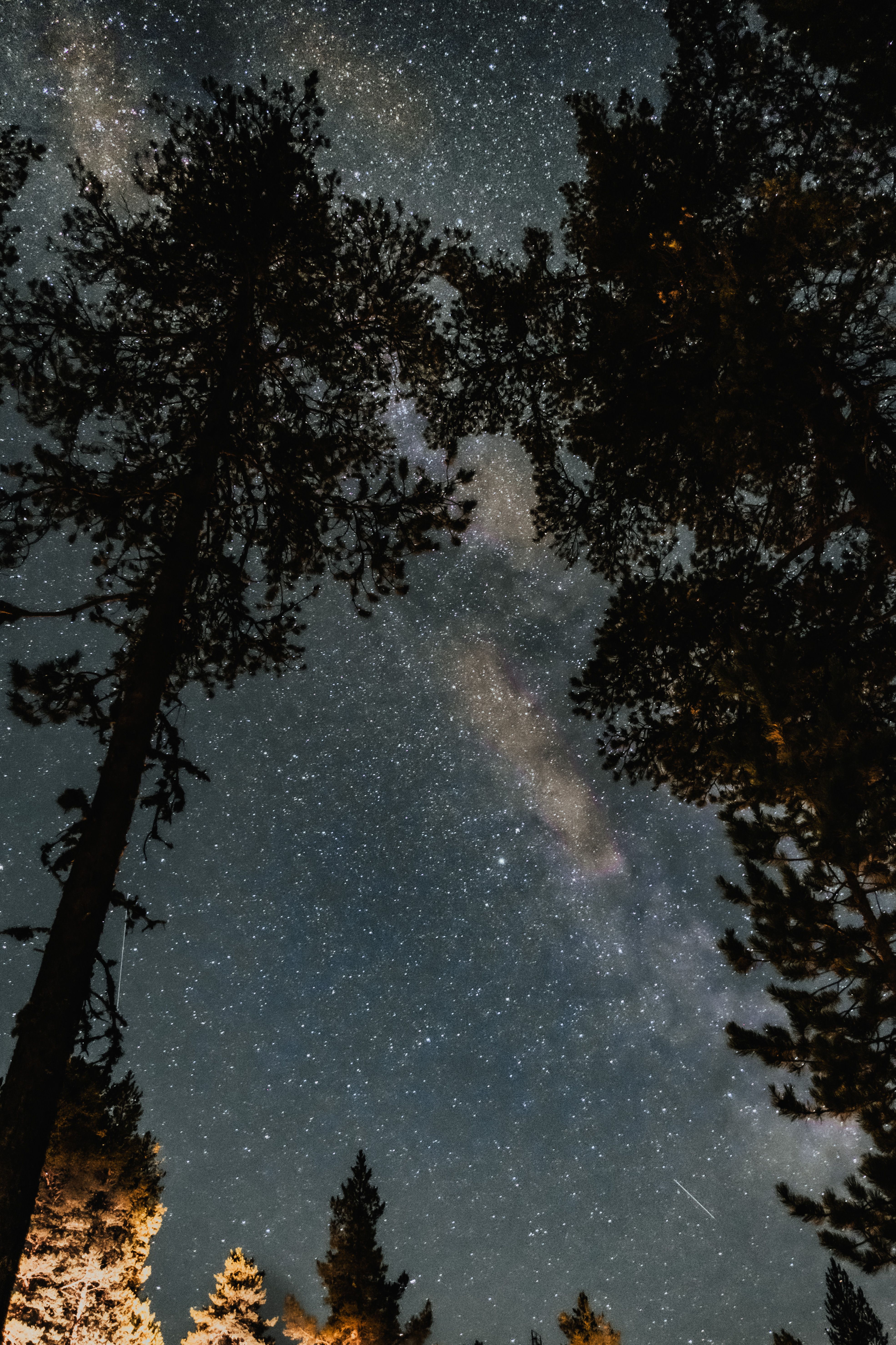 Silhouette of Trees Under Starry Night · Free Stock Photo