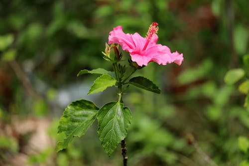 Photos gratuites de fleur rose, flore, Hibiscus