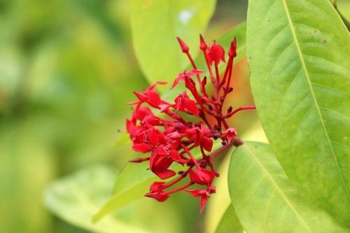 Free Close-up of a vibrant red Ixora flower cluster with lush green leaves. Stock Photo