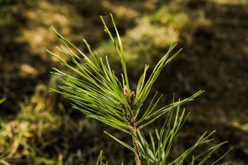 Free stock photo of brown, conifer, foliation