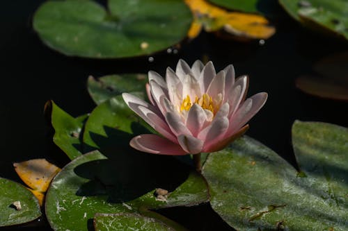 Beautiful Pink Lotus Flower 