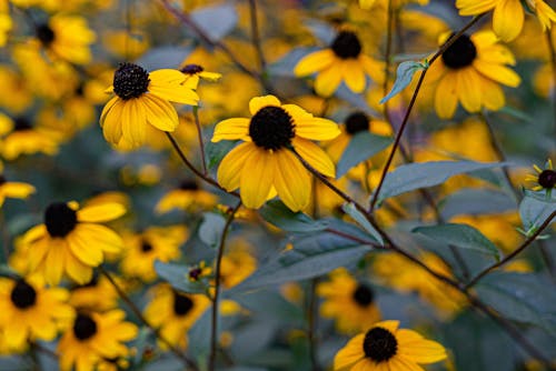 검은 수잔, 꽃, 노란 꽃의 무료 스톡 사진