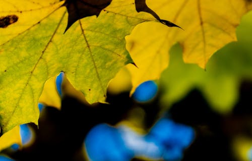 가을 색, 가을의 분위기, 노란 가을 색의 무료 스톡 사진