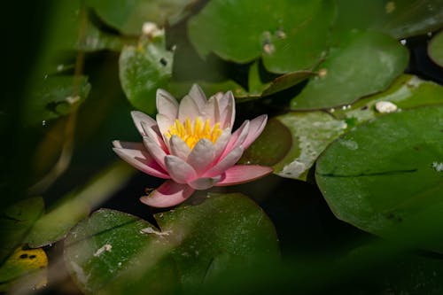 Pink Water Lily Flower on Water