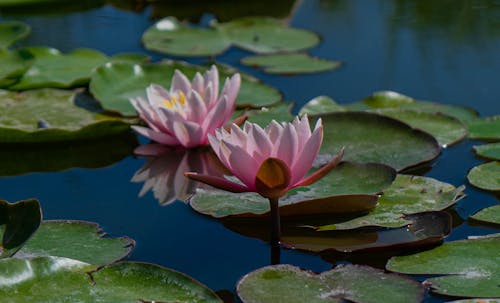 Free stock photo of lake flowers, water flowers, water lily