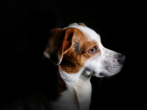Immagine gratuita di cane, mascota