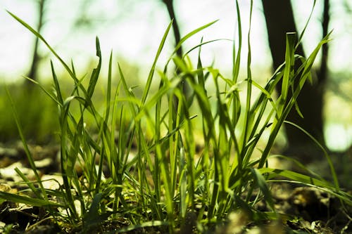 Free stock photo of blade of grass, blades of grass, bright