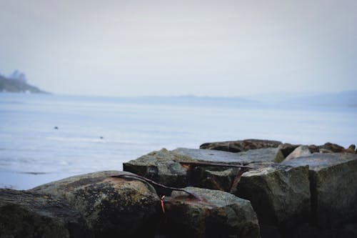 Free stock photo of foggy, ice, mossy rocks