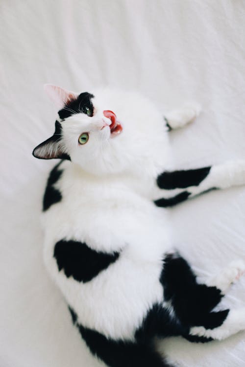 An Adorable Cat Resting on a White Blanket