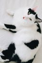 White and Black Cat on Brown Textile