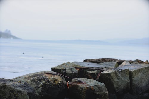 Free stock photo of foggy, ice lake, mossy rocks