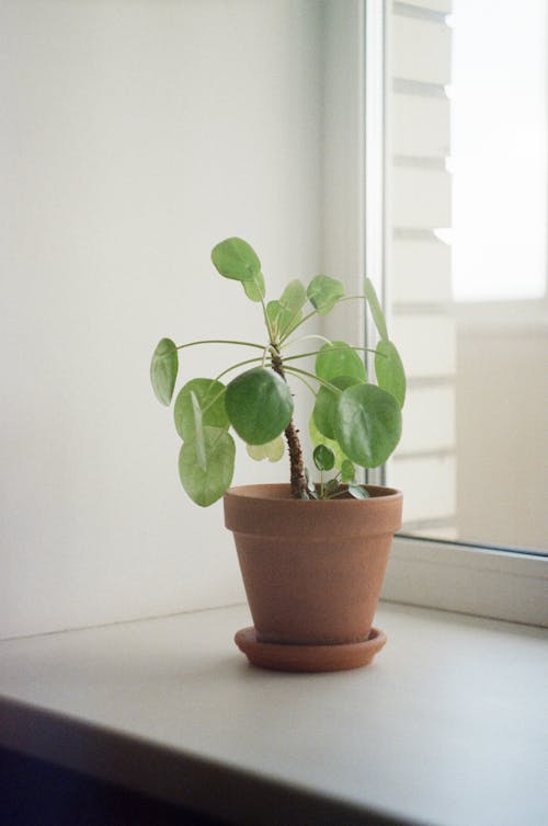 Free Green Plant on Brown Vase Placed on the Windowsill Stock Photo