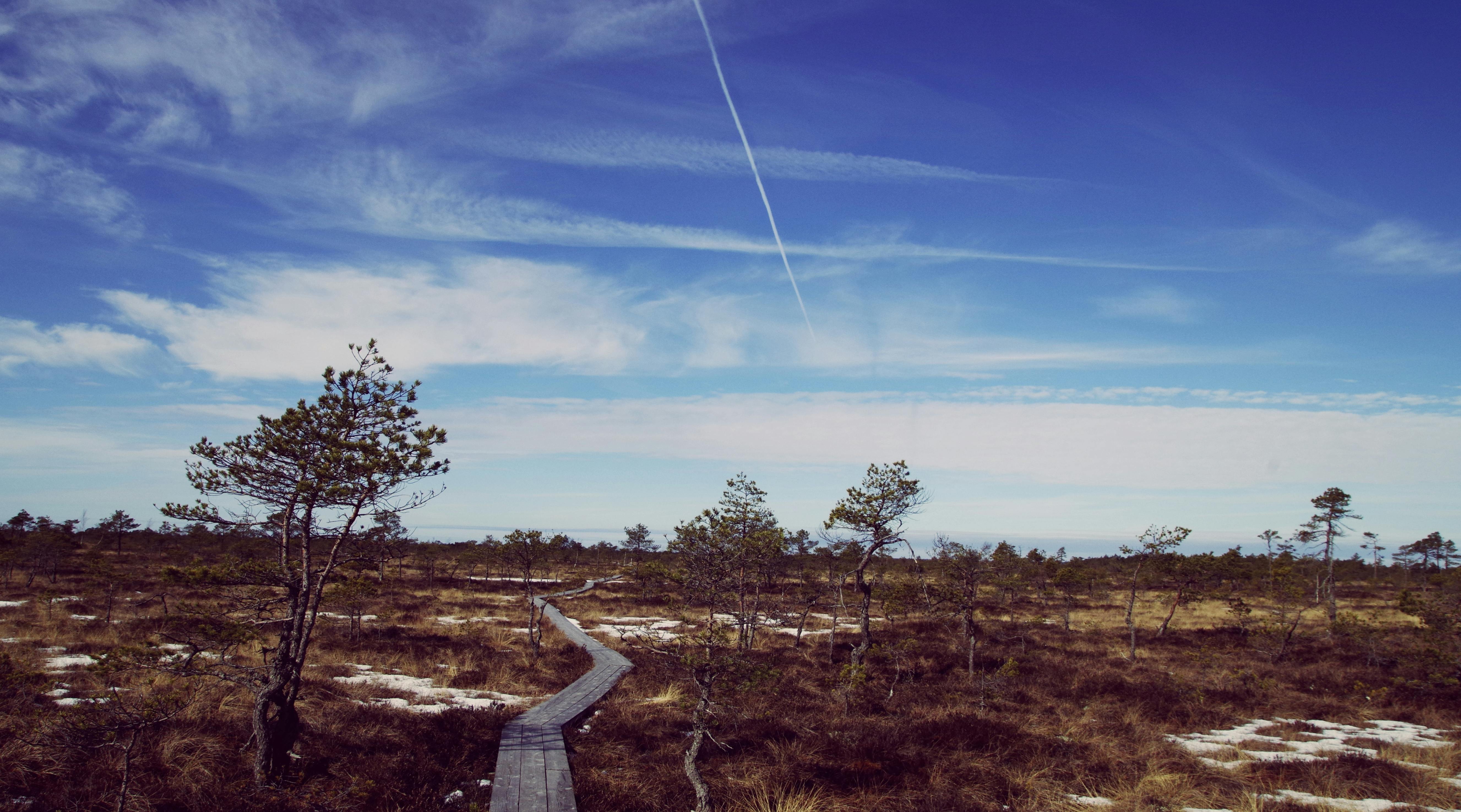 Green Trees on Farm Land · Free Stock Photo