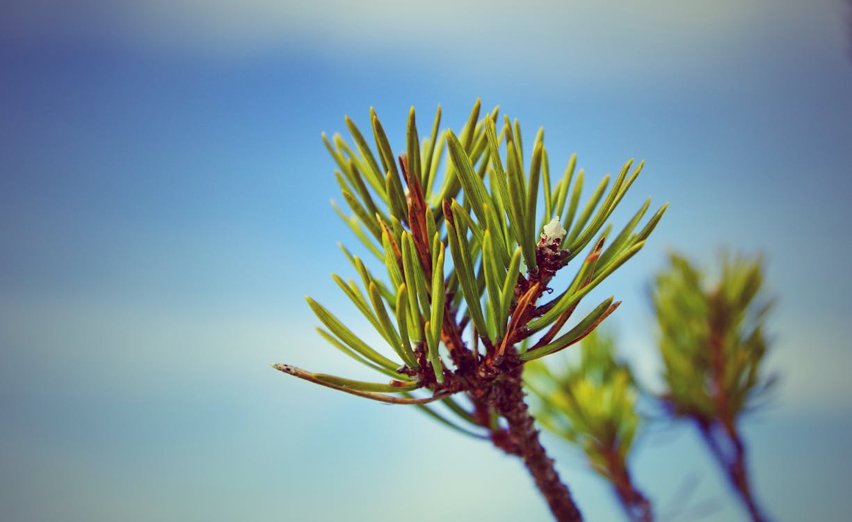 Free Green and Brown Plants Stock Photo