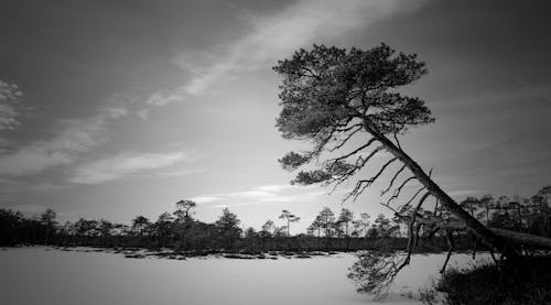 Free Grayscale Photo of Trees Near Body of Water Stock Photo