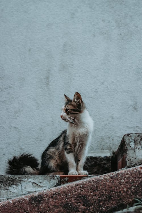 Foto d'estoc gratuïta de animal, assegut, bigotis