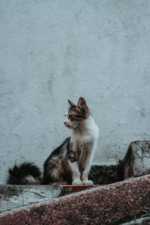 Free A curious cat sitting on weathered concrete stairs, gazing sideways. Stock Photo