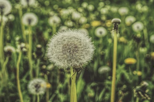 Dandelions'ın Sığ Odak Fotoğrafı