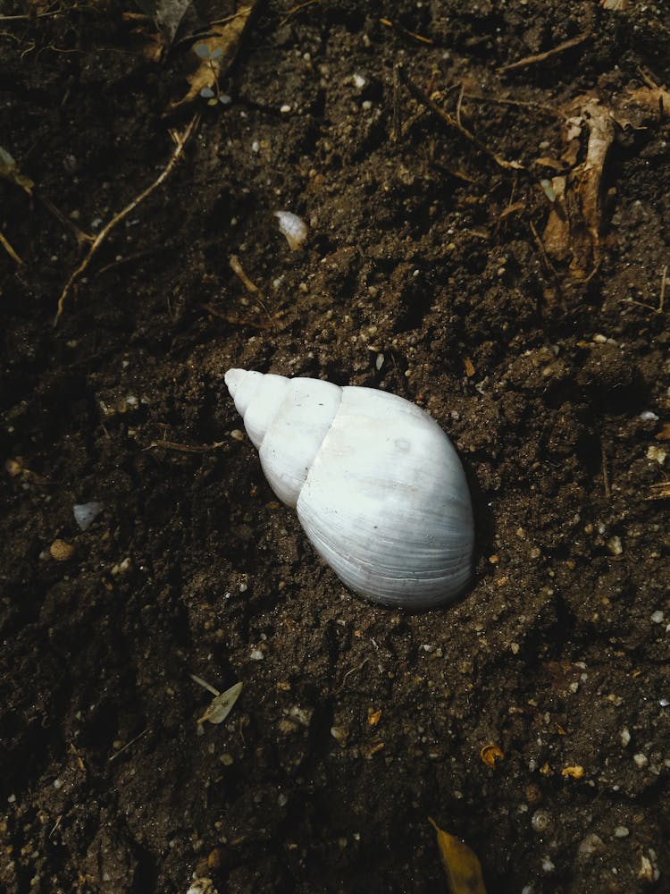 Close Up Of Shell