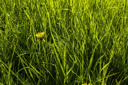 Free stock photo of common dandelion, dandelion, grass