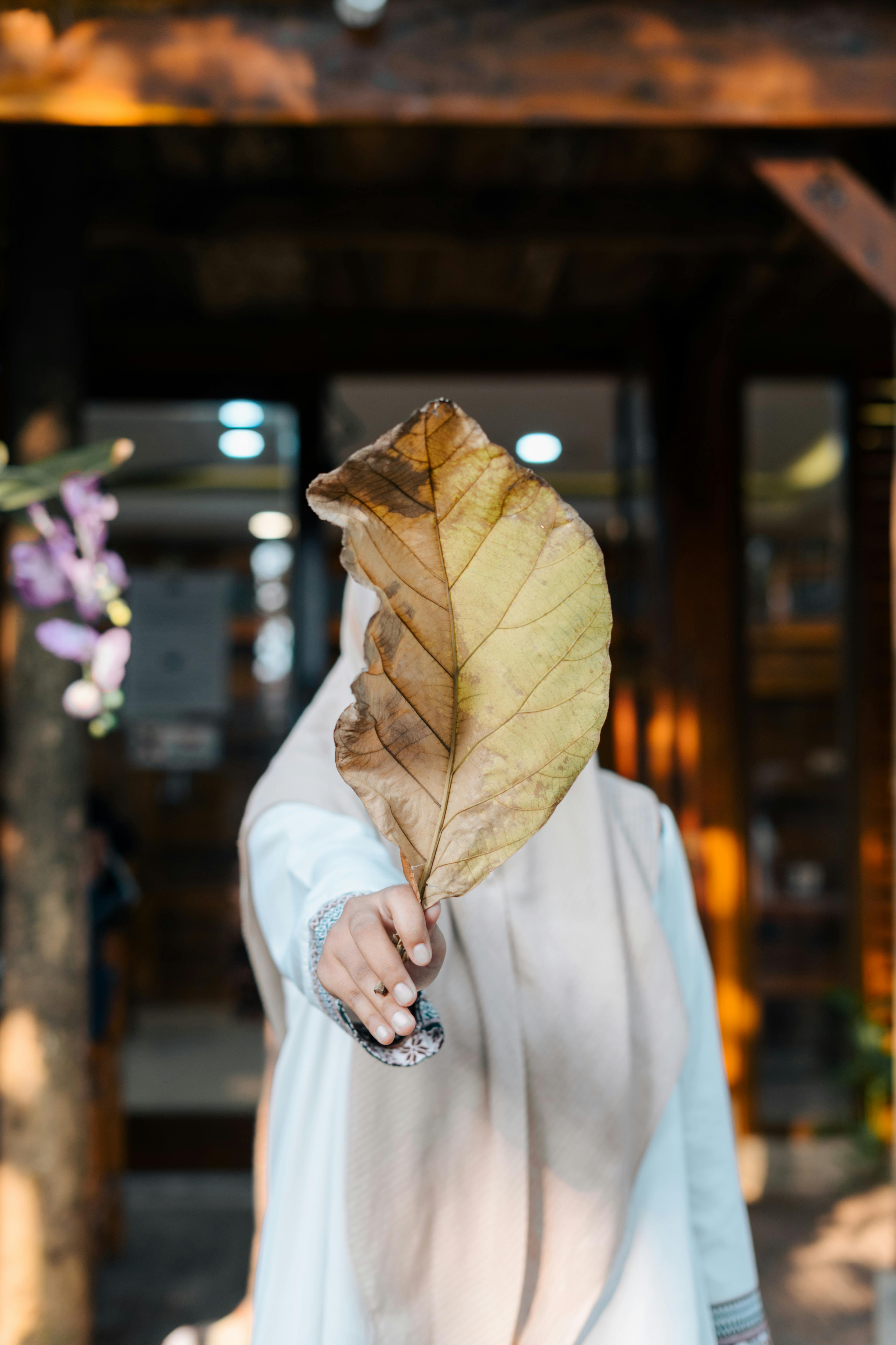 shallow focus of a person holding a huge leaf